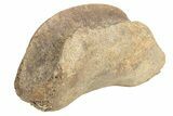 Hadrosaur (Edmontosaur) Phalange With Metal Stand - Wyoming #214253-4